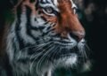 UK Tiger Attack: Family Expresses ‘Severe Distress’ Over Online Footage Shared by Trump