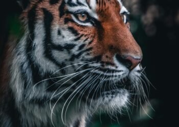 UK Tiger Attack: Family Expresses ‘Severe Distress’ Over Online Footage Shared by Trump