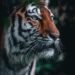 UK Tiger Attack: Family Expresses ‘Severe Distress’ Over Online Footage Shared by Trump