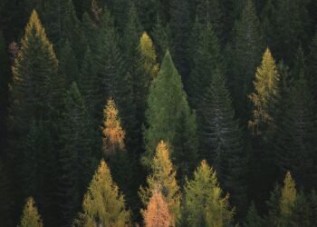 Finland Launches Criminal Probe Into Google Forest Clearing