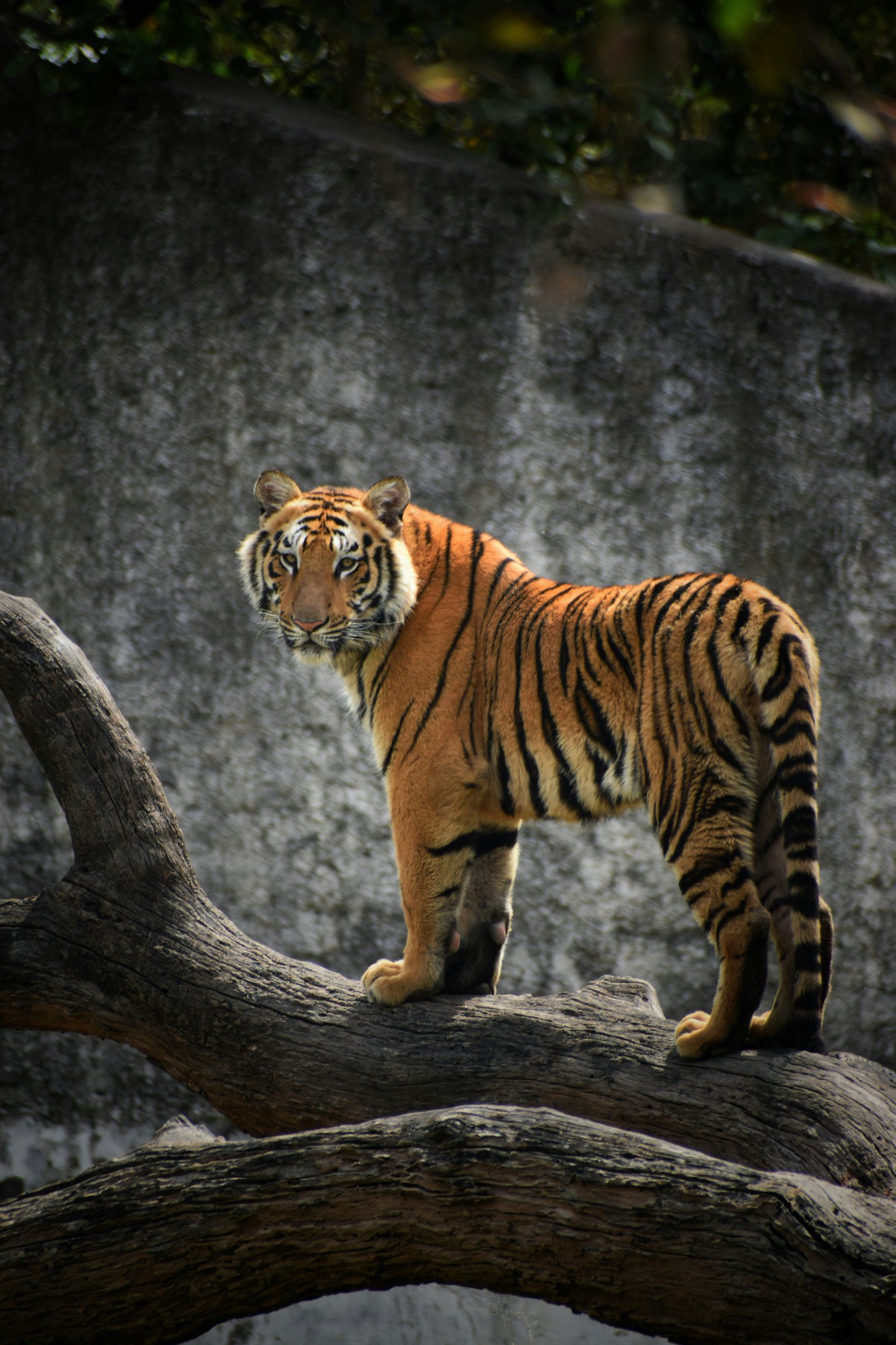 UK Tiger Attack: Family Expresses ‘Severe Distress’ Over Online Footage Shared by Trump